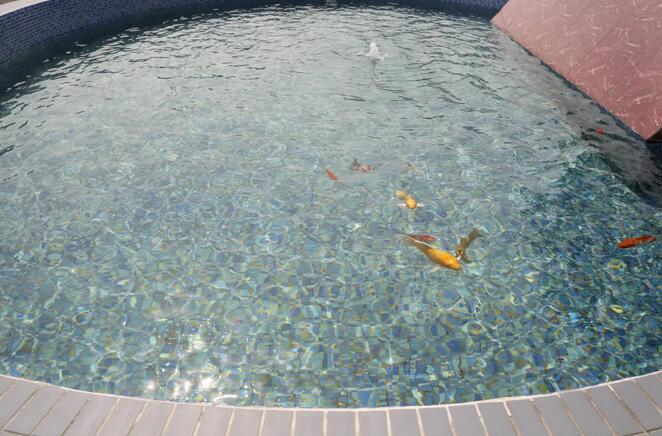 污水凈化后可養(yǎng)魚(yú)？這家污水處理廠真牛！-